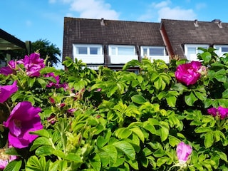 Blick über die Heckenrosen auf die Appartements