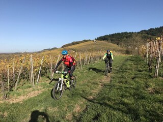 Holiday apartment Staufen im Breisgau Environment 5