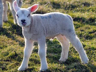 Casa per le vacanze De Cocksdorp Ambiente 22