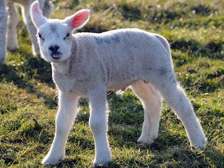 Vakantiehuis De Cocksdorp Omgeving 22