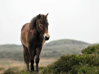 Vakantiehuis De Cocksdorp Omgeving 23