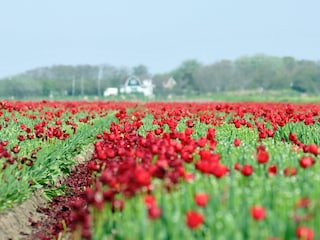 Vakantiehuis De Cocksdorp Omgeving 24