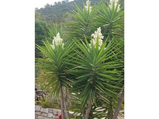 Ferienhaus Gdinj Außenaufnahme 24