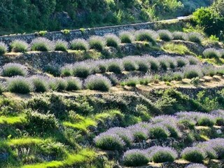 Lavanda