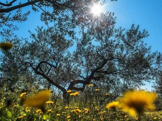 Casa per le vacanze Gdinj Pianta del piano 43
