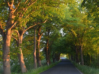 picturesque narrow avenues lead to Neuenkirchen