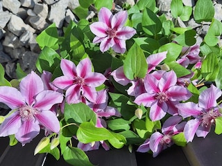 Bungalow Nienhagen Außenaufnahme 4