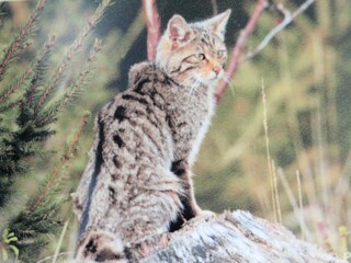 Apartment Tenneville Umgebung 35