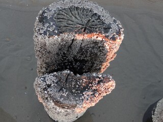 Appartamento per vacanze Oostkapelle Ambiente 17