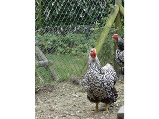 Appartamento per vacanze Oostkapelle Registrazione all'aperto 4