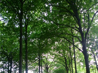 Naturgebiet "De Manteling"