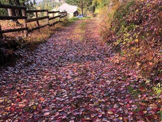 Appartamento per vacanze Welschnofen Registrazione all'aperto 13