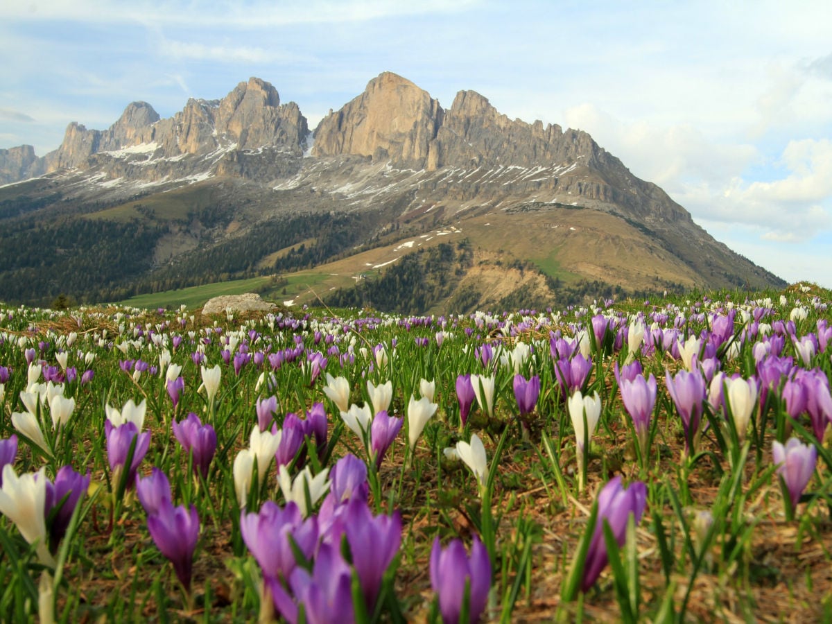 Rosengarten Frühling