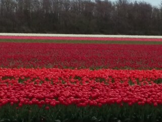 Appartamento per vacanze Julianadorp Ambiente 28