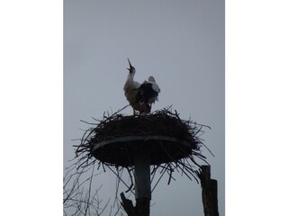 Appartamento per vacanze Bredene Ambiente 17