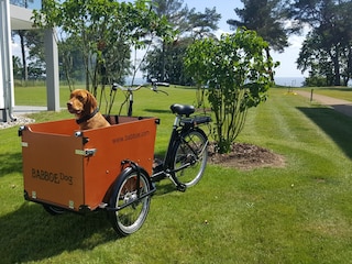 unser Hundefahrrad zum Ausleihen