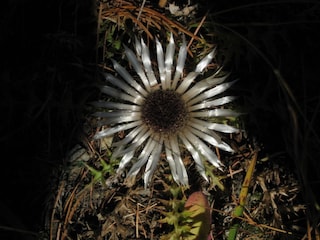 Silberdistel