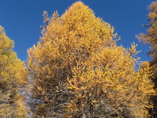 Goldene Bäume im Herbst