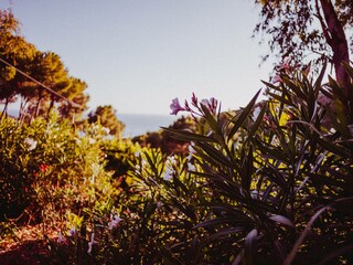 Casa per le vacanze Capoliveri Registrazione all'aperto 8