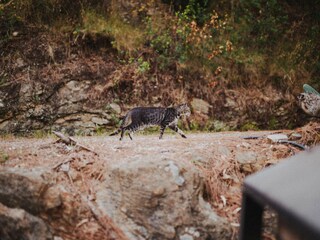 Ferienhaus Capoliveri Außenaufnahme 9