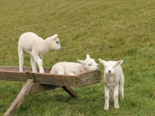 Vakantiehuis De Cocksdorp Omgeving 21