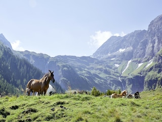 Landhaus Hollersbach im Pinzgau Umgebung 39