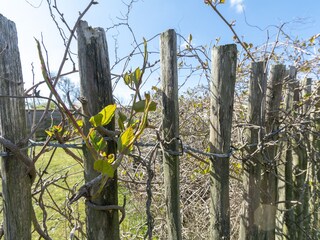 Appartamento per vacanze Callantsoog Registrazione all'aperto 7