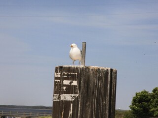 Casa per le vacanze Dranske Ambiente 20
