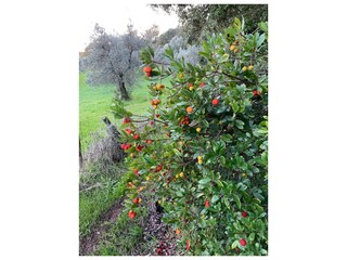 Casa per le vacanze Suvereto Ambiente 36