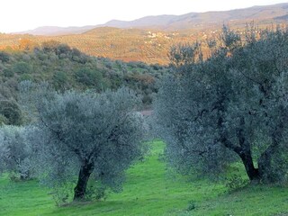 Casa per le vacanze Suvereto Ambiente 35