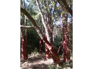 Casa per le vacanze Suvereto Ambiente 37