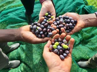 Casa per le vacanze Suvereto Registrazione all'aperto 15