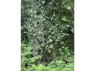 Casa per le vacanze Pettenasco Registrazione all'aperto 18