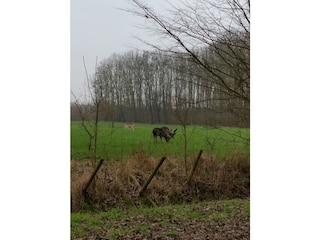 Ferienwohnung Oostkapelle Umgebung 22