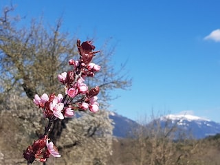 Kirschblüte