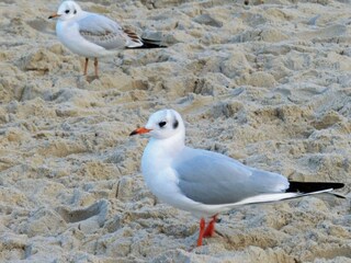 Strandleben