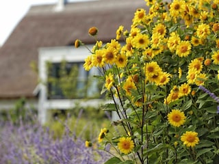 Sommerblumen