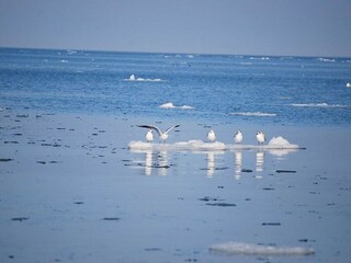 Appartement de vacances Scharbeutz Environnement 23