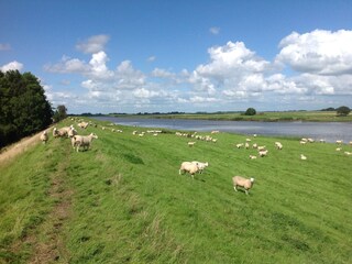 Schafe am Deich an der Eider