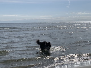 Hunde am Strand