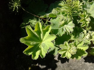 Ferienwohnung Bad Hindelang Umgebung 17