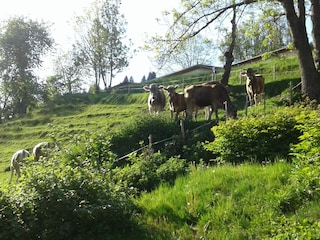 Ferienwohnung Bad Hindelang Umgebung 18