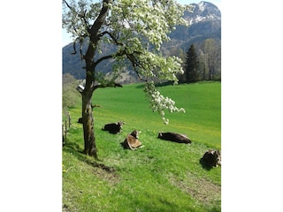 Ferienwohnung Bad Hindelang Umgebung 20