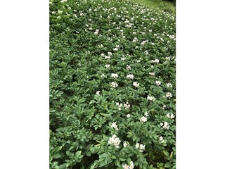 Appartamento per vacanze St. Lorenzen im Pustertal Registrazione all'aperto 6