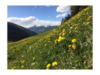 Appartamento per vacanze St. Lorenzen im Pustertal Registrazione all'aperto 4