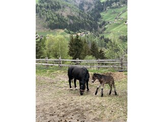 Appartamento per vacanze St. Lorenzen im Pustertal Registrazione all'aperto 5