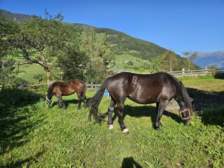 Ferienwohnung St. Lorenzen im Pustertal Außenaufnahme 15
