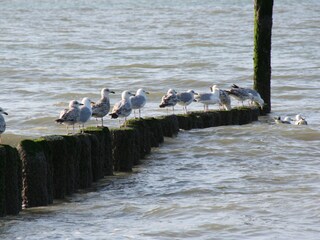 Appartamento per vacanze Nieuwvliet Ambiente 18