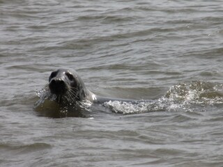 Appartamento per vacanze Nieuwvliet Ambiente 19