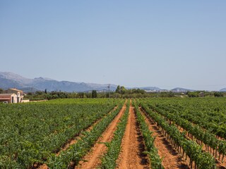 Tenuta Binissalem Ambiente 60